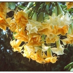 Brugmansia Double Yellow